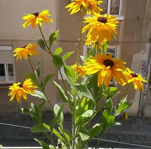 Sea Garden - First Line&free Parking *